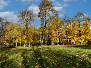 Beautiful autumn park with tall trees with yellow foliage and green grass lawns in Riga. Latvia. Orange oak tree and yellow maple. Well maintained environment concept.