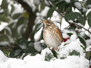 Redwing Eating Berries in a  Rowan Tree