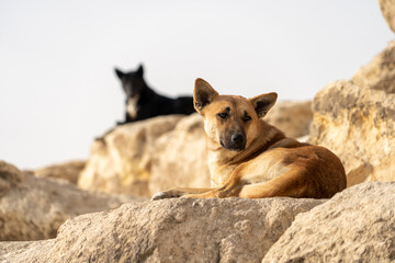 Street dogs basking in the sun