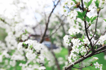 White flowers on a green bush. The white rose is blooming. Spring cherry apple blossom.