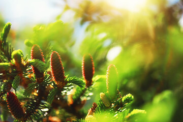 Pine forest. Trees in the forest. Fir branches with cones. Glare of the sun.