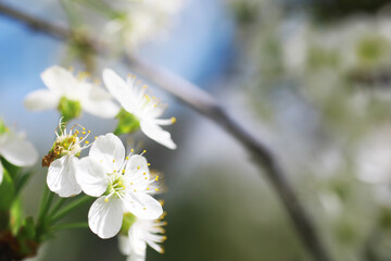 White flowers on a green bush. Spring cherry apple blossom. The white rose is blooming.