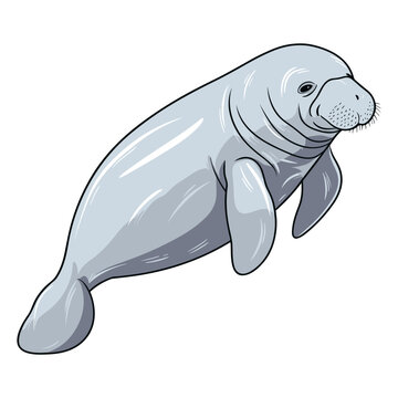 manatee isolated vectir illustration