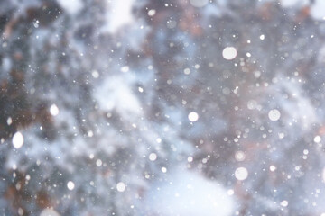 Blurred snow background. Winter landscape. Trees and plants covered with snow.