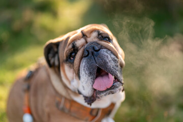 Red English British Bulldog Dog out for a walk looking up in the National Park Peak District on Autumn sunny day at sunset