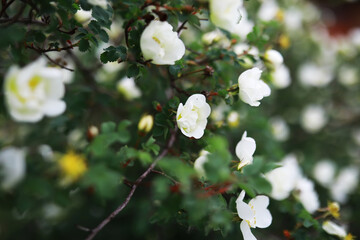 White flowers on a green bush. Spring cherry apple blossom. The white rose is blooming.