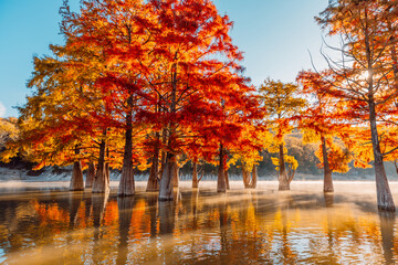 Taxodium trees with red needles. Autumnal swamp cypresses in lake with reflection and fog. - obrazy, fototapety, plakaty