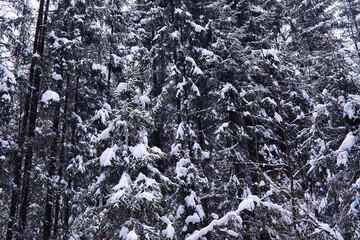 The forest is covered with snow. Frost and snowfall in the park. Winter snowy frosty landscape.