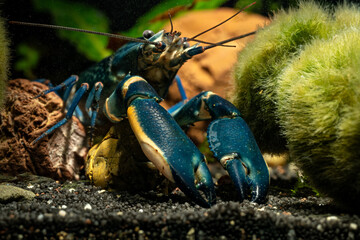 Blue moon crayfish in aquarium.
