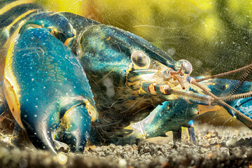 Blue moon crayfish in aquarium.