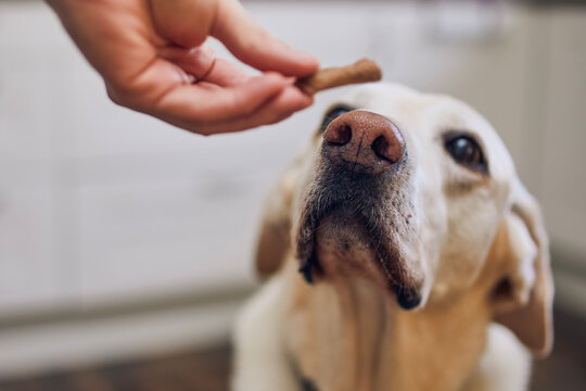 Man with his obedient dog at home. Cute labrador retriever looking up at his pet owner hand giving him cookie as reward. Selective focus on snout..