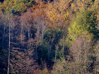 Herbstlich gefärbte Bäume im Mischwald