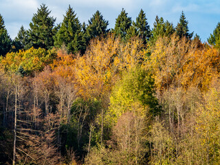 Herbstlich gefärbte Bäume im Mischwald