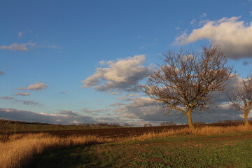 A field with trees and blue sky