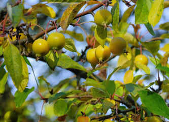 Yellow paradise apples on a blue sky background