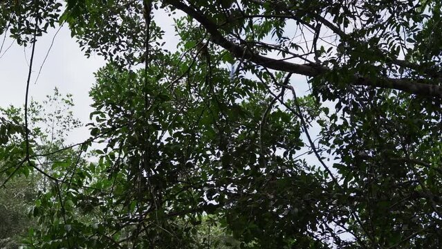 Cute little squirrel monkey jumping through the canopy of the tropical rainforest in the Cuyabeno wildlife reserve in the Amazon region of Ecuador.