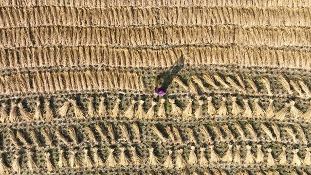 Aerial view harvesting rice from field. 4k