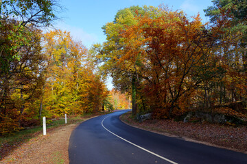 Country road in Fontainebleau forest. Île-de-France region 