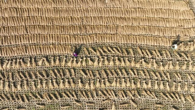 Aerial view of paddy/ rice fields. 4k
