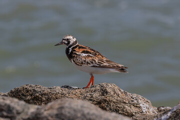 Closeup Ruddy Turnstone (Arenaria interpres), standing on rock, Aruba beach. Ocean in background.
