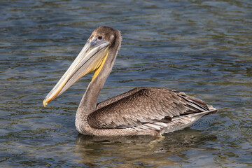 Brown Pelican (Pelecanus occidentalis), swimming in water, island of Aruba. 
