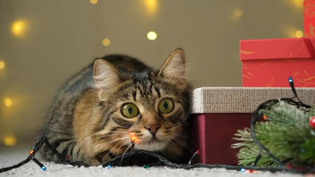 Playful Christmas cat hunting, dilation and constriction of pupils. Christmas Sale.