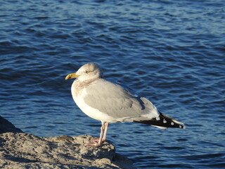 A herring gull enjoying a beautiful winters day in Ocean County, New Jersey.