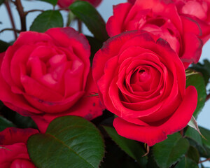 Closeup view of beautiful blooming red rose flower in garden