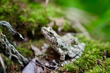 frog and moss