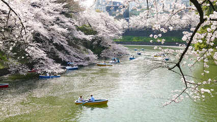Cherry blossoms and boat on the river in Japan