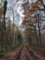 Fototapeta premium Vertical shot of an autumn park with orange leaves on trees on a quiet day