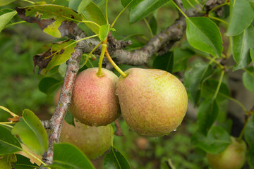 Ripe pear fruits on a tree.