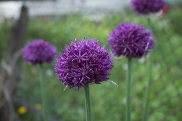 Wild onions near the fence.