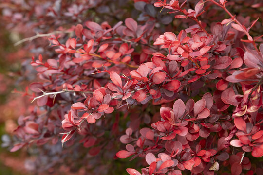Berberis thunbergii au feuillage rouge pourpr&eacute; dans une haie	