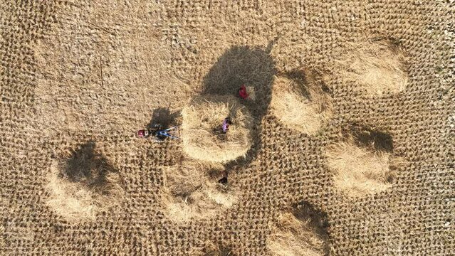 Group of Balinese women work at rice field, manually harvesting field, top-down aerial shot. They use sickle to cut cereals, then lash sheaf to separate grain. Old methods of harvest at bangladesh
