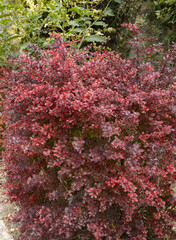 Berberis thunbergii au feuillage rouge pourpré dans une haie	