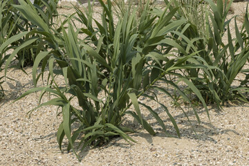 Arundo donax variegata