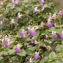 Impatiens balfourii