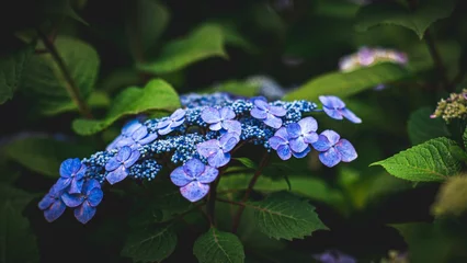 Foto auf Acrylglas Closeup of purple hydrangea flowers growing outdoors © Wirestock