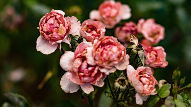 Closeup of pink garden roses growing outdoor