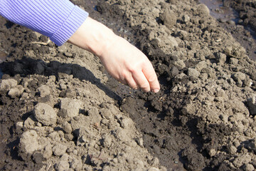 A woman's hand is planting seeds.