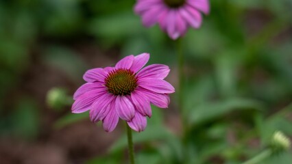 Obraz premium Closeup of a Purple coneflower growing in a garden