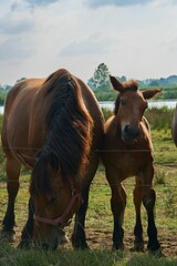 Vertical shot of a group of beautiful horses grazing on the riverbank