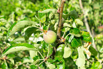 A small green apple on a tree.