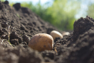 Planting potatoes in the garden.
