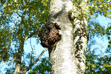 Chaga birch mushroom or Inonotus obliquus growing on tree trunk. Used for healing tea or coffee in folk medicine. Chaga has an anti-inflammatory and bactericidal effect - obrazy, fototapety, plakaty