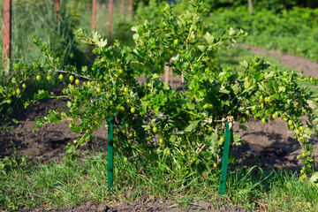 Gooseberry bush.