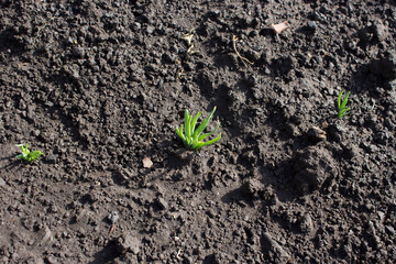 The sprout sprouts from the ground