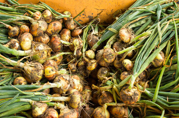 The harvested onion harvest.