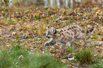 Cougar Kitten (Puma concolor) Walks Left Paw Up Intent Autumn